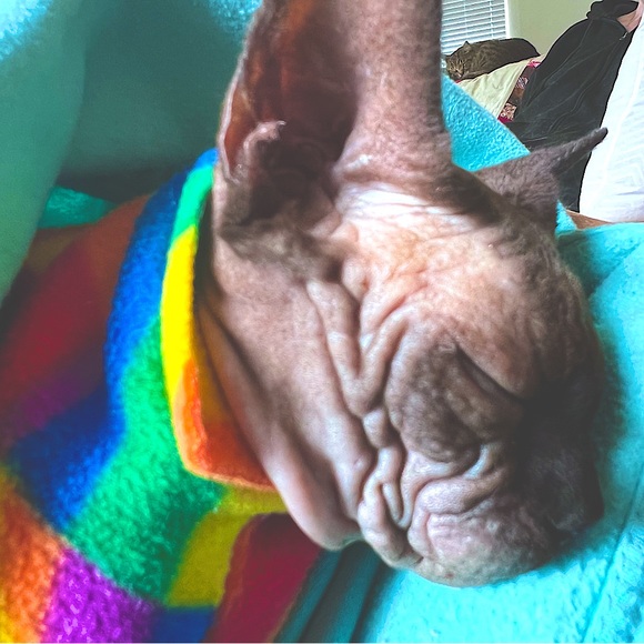 Meet your Posher, Gabriel - Picture 1 of 1